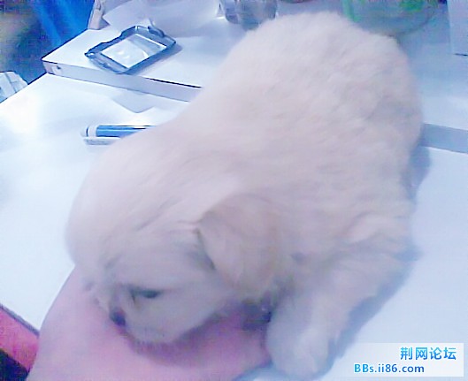 小狗2_副本.jpg