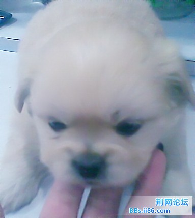 小狗5_副本.jpg