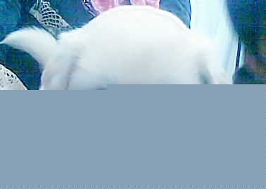 小狗10_副本.jpg