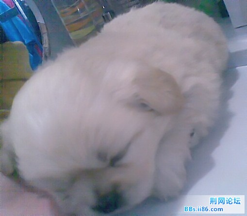 小狗11_副本.jpg