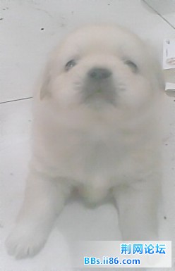 小狗16_副本.jpg
