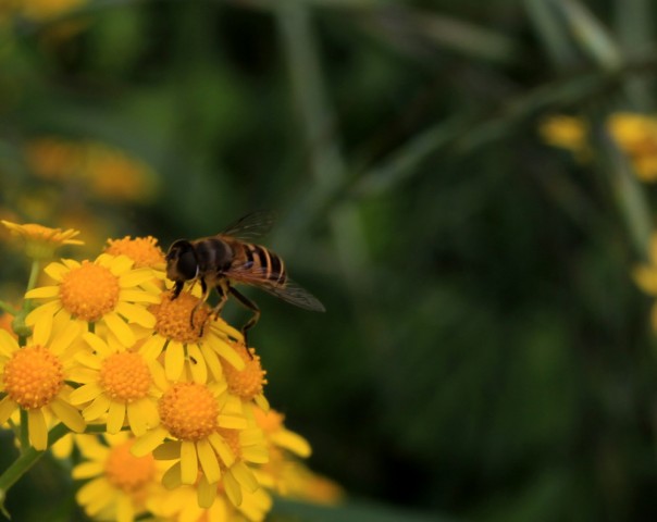 BI0E4205.JPG