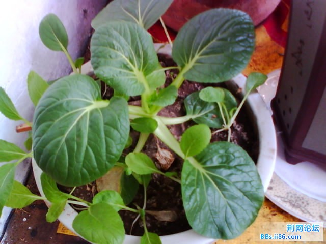 IMG0769A.jpg