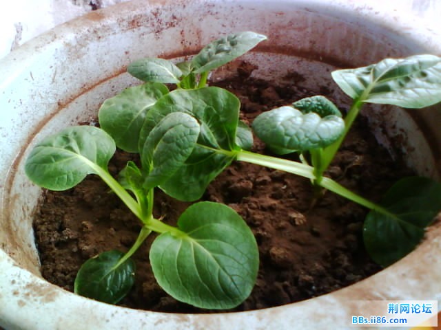 IMG0770A.jpg