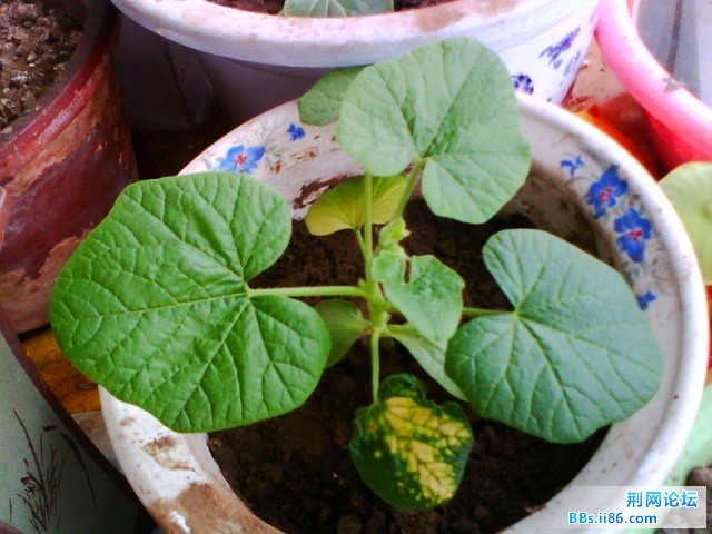 IMG0771A.jpg