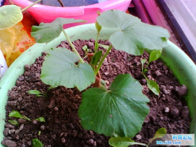 IMG0772A.jpg
