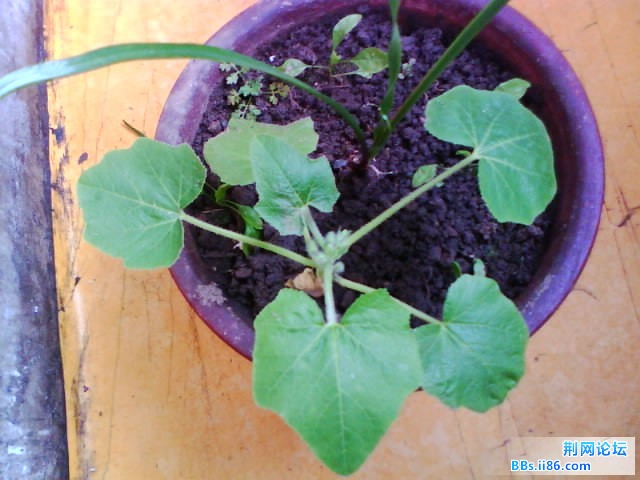 IMG0773A.jpg