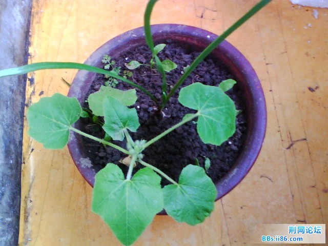 IMG0774A.jpg
