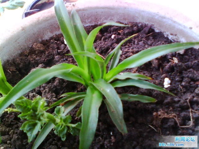 IMG0776A.jpg