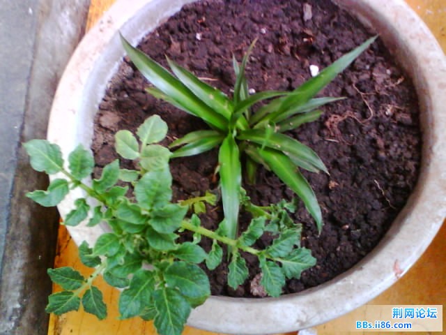 IMG0777A.jpg