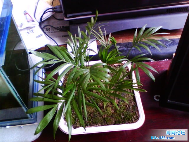 IMG0778A.jpg
