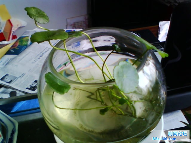 IMG0779A.jpg