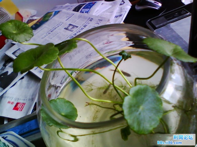 IMG0781A.jpg