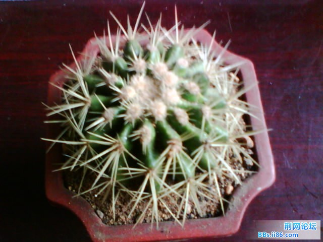 IMG0782A.jpg