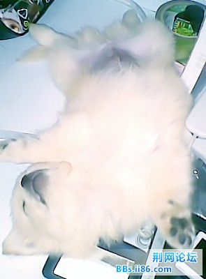 狗狗啊_副本.jpg