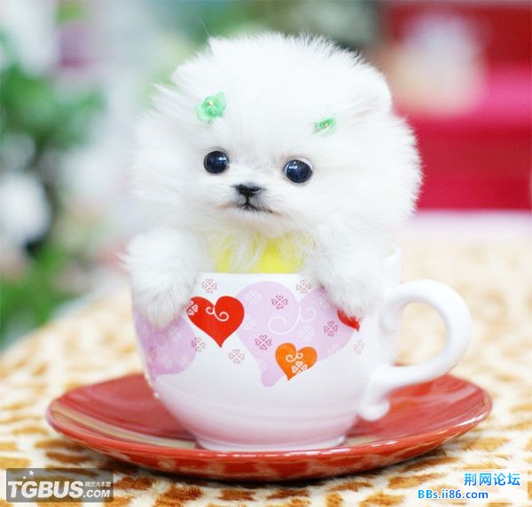狗4.jpg