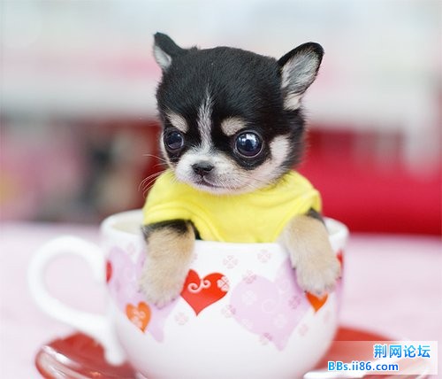狗8.jpg