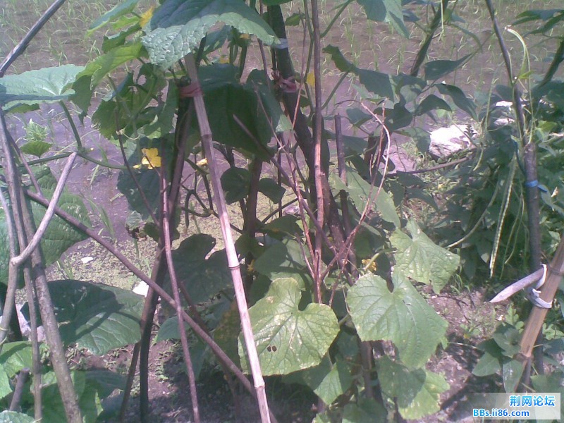 20110703.jpg
