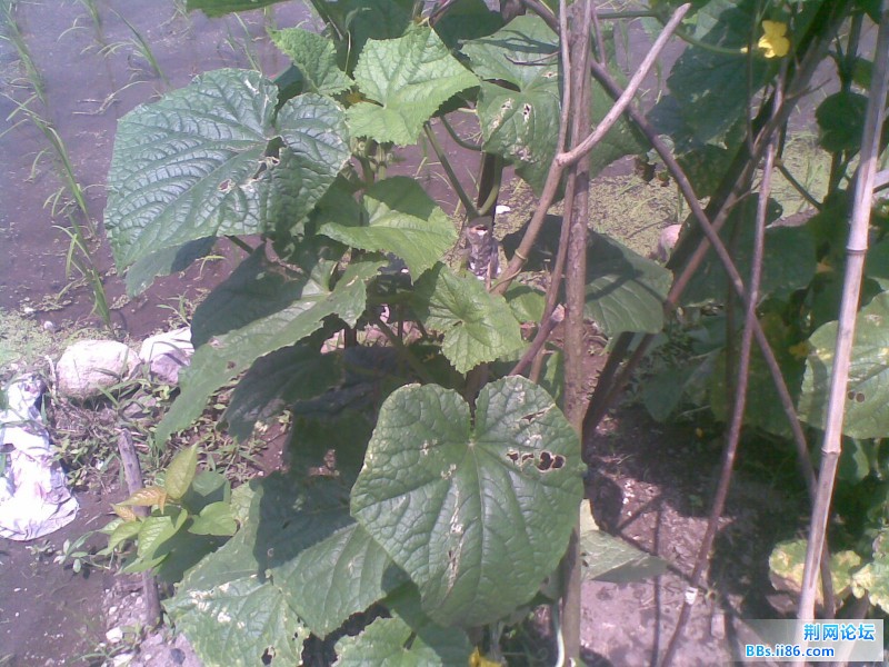 20110703(001).jpg