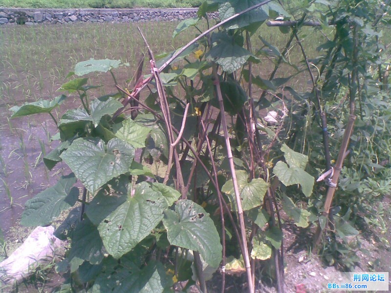 20110703(002).jpg
