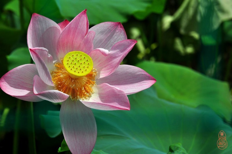 DSC_2363.jpg
