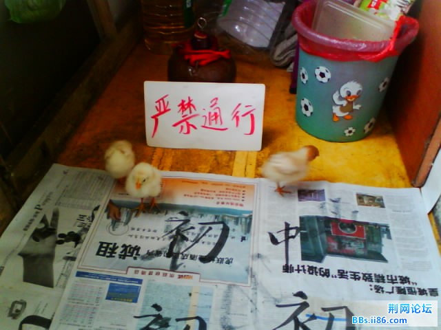IMG0816A.jpg