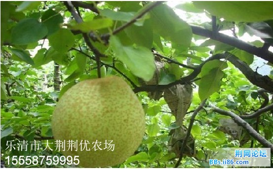 采摘蒲瓜梨