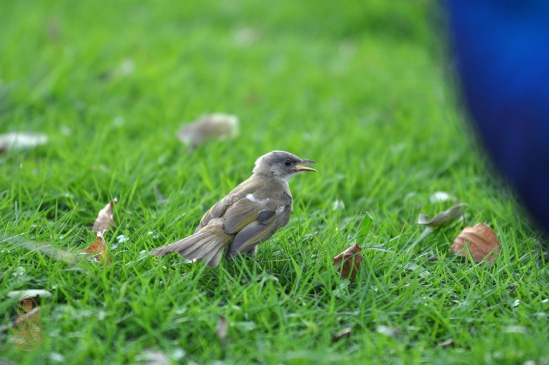 DSC_4138.jpg