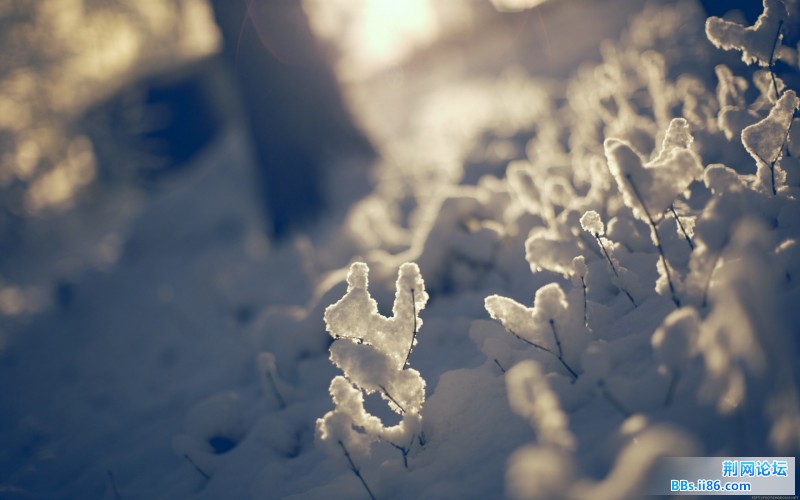 snow_one.jpg