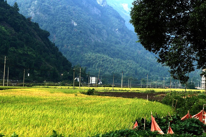 秋收IMG_3570.JPG