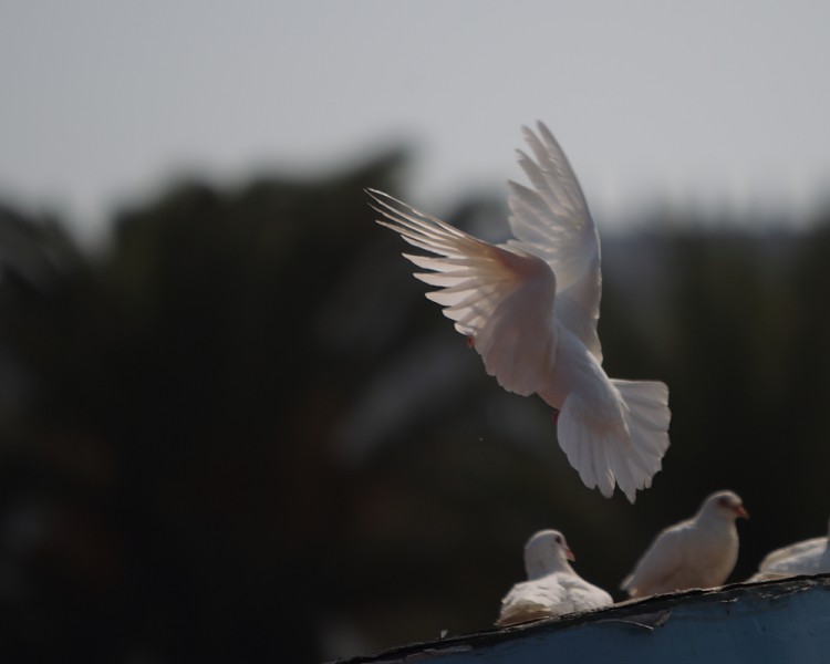 01IMG_4077.JPG