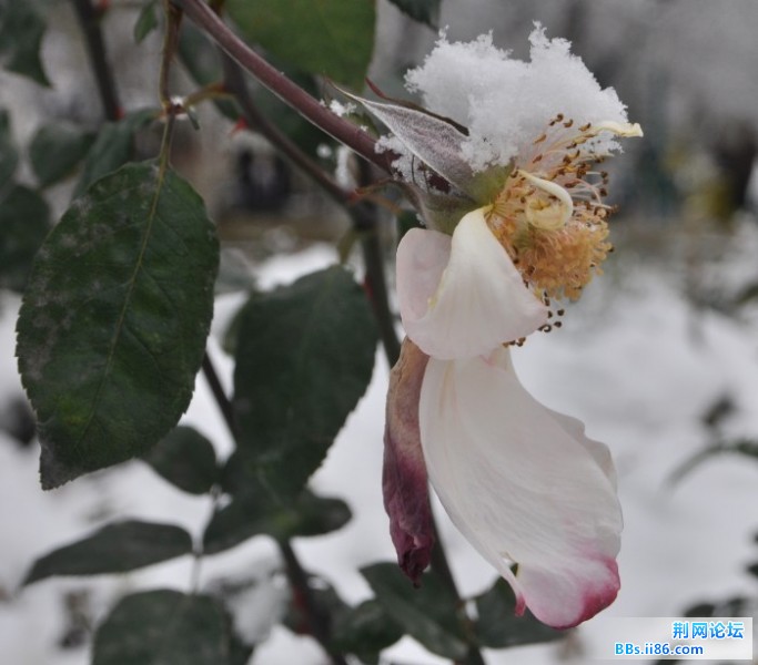 初雪06.jpg