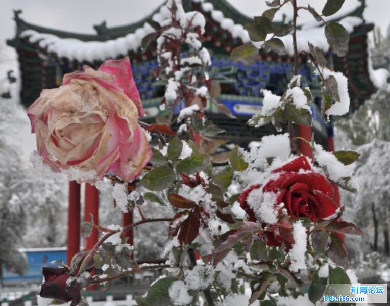 初雪18.jpg