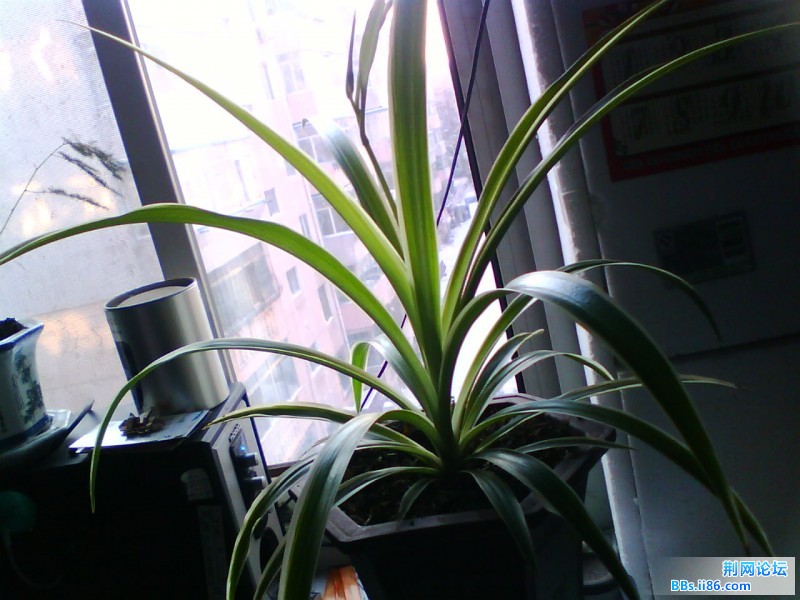 IMG0914A.jpg