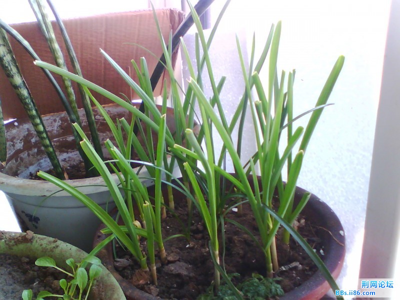 IMG0923A.jpg