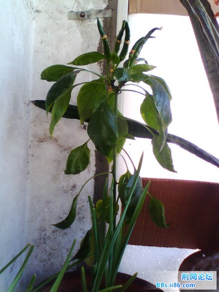 IMG0924A.jpg