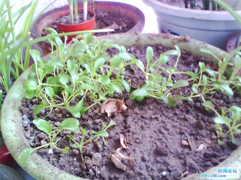 IMG0925A.jpg