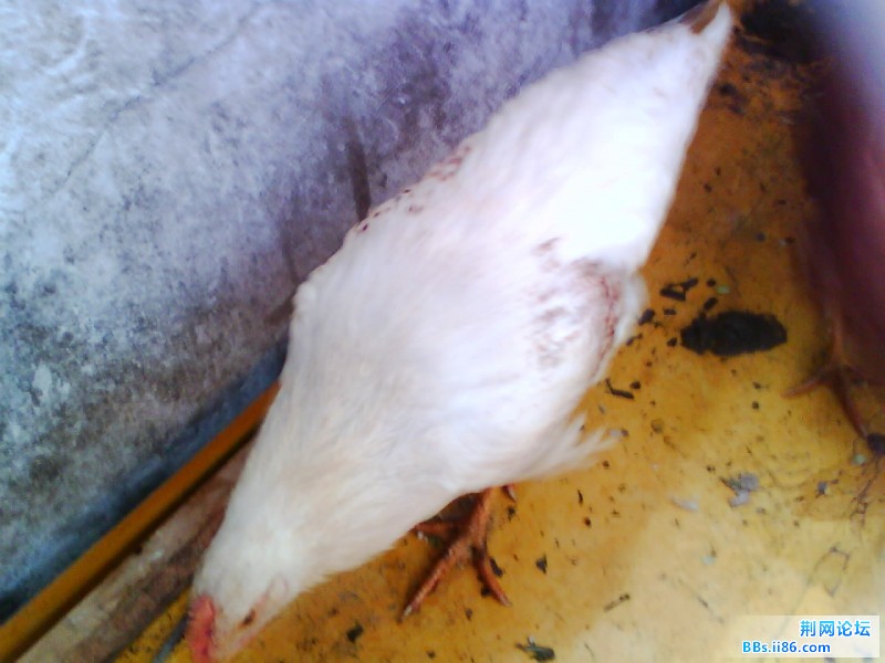IMG0927A.jpg