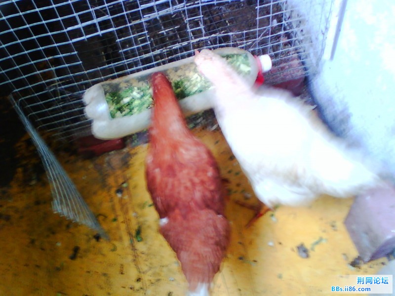 IMG0929A.jpg