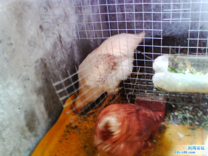 IMG0930A.jpg