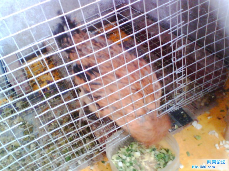 IMG0932A.jpg