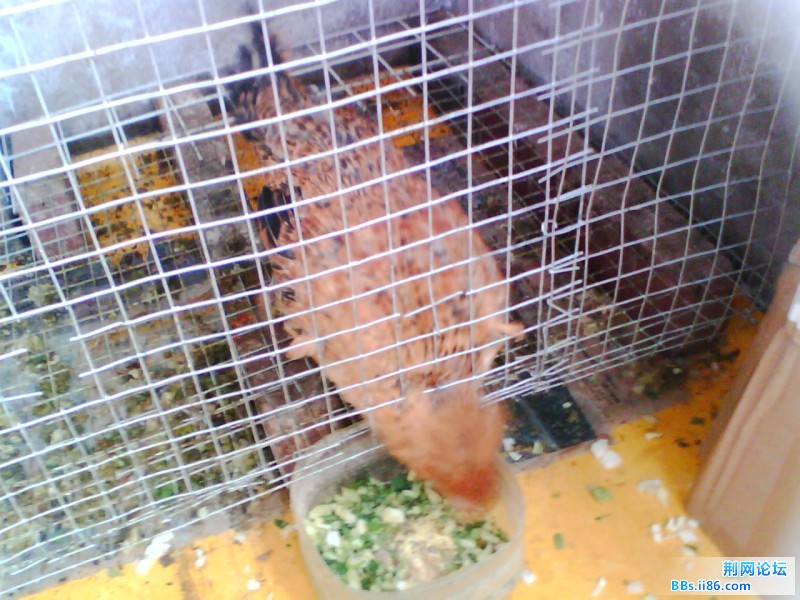 IMG0933A.jpg