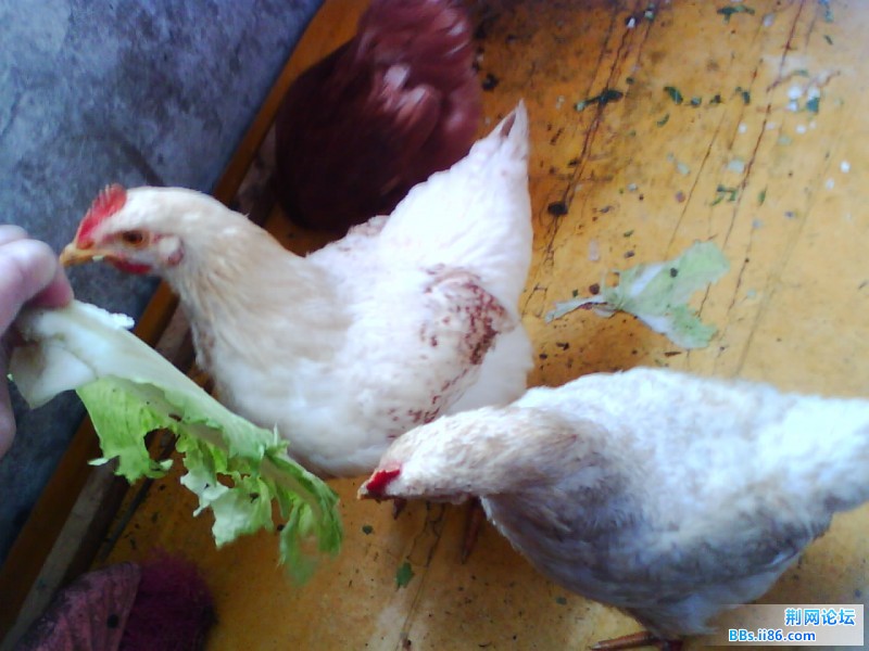 IMG0935A.jpg