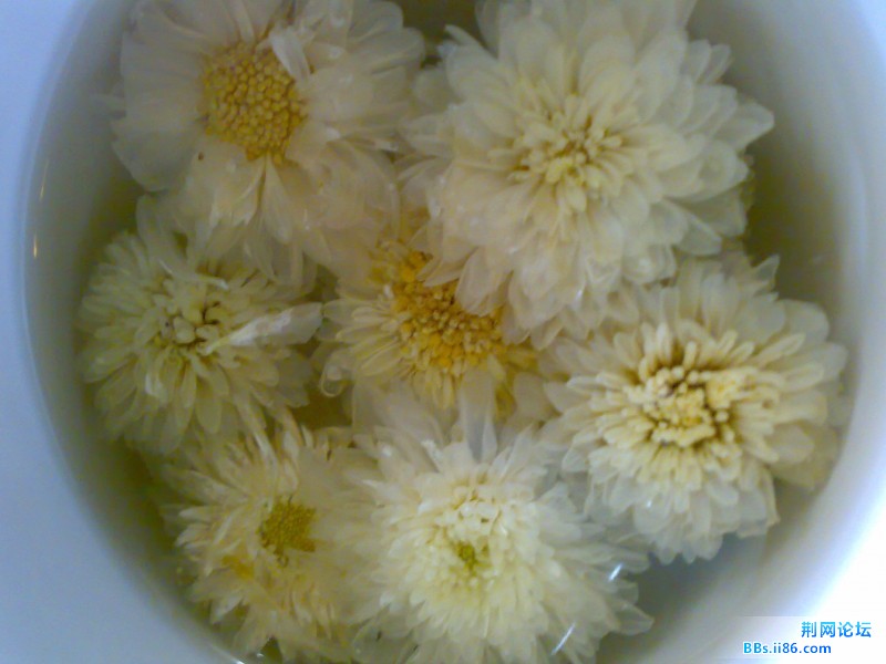 菊花茶很不错 ~ 对口干、火旺、目涩，或抽风、寒、湿引起的肢体疼痛、麻木的疾病均有一定的疗效。主治感冒风 ...