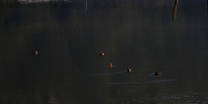 IMG_5625.jpg