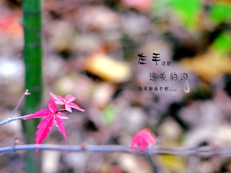 DSC_0827_副本.jpg