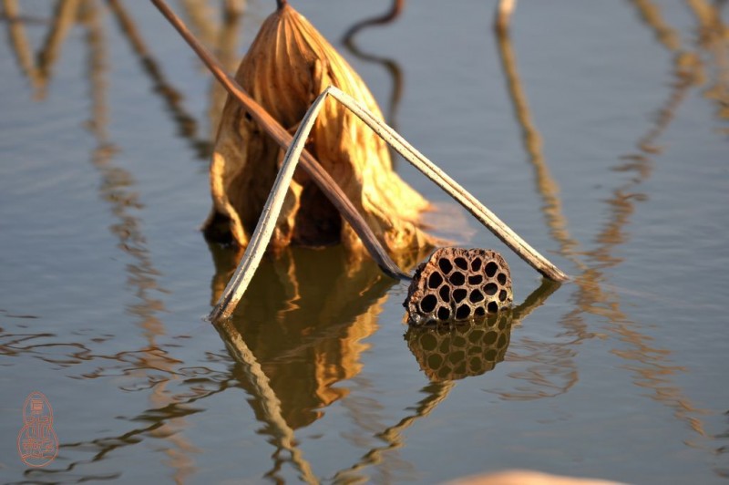 DSC_5717.jpg