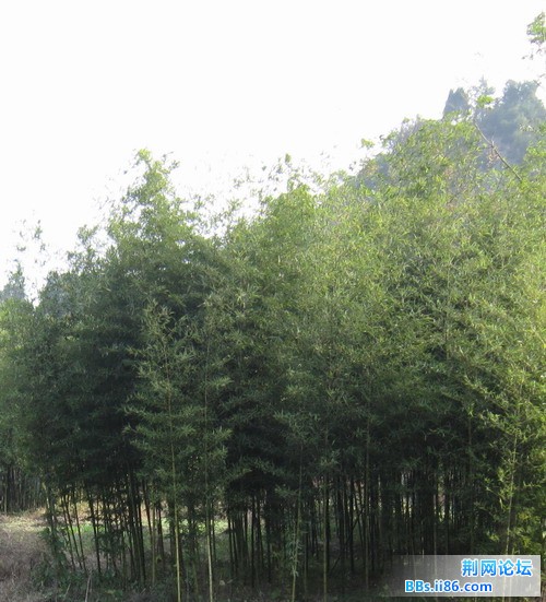 IMG_0754.JPG