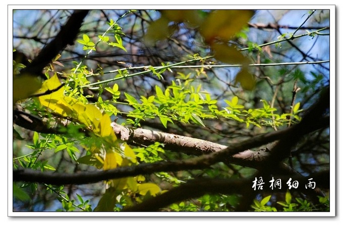 翔凤谷静物03.jpg
