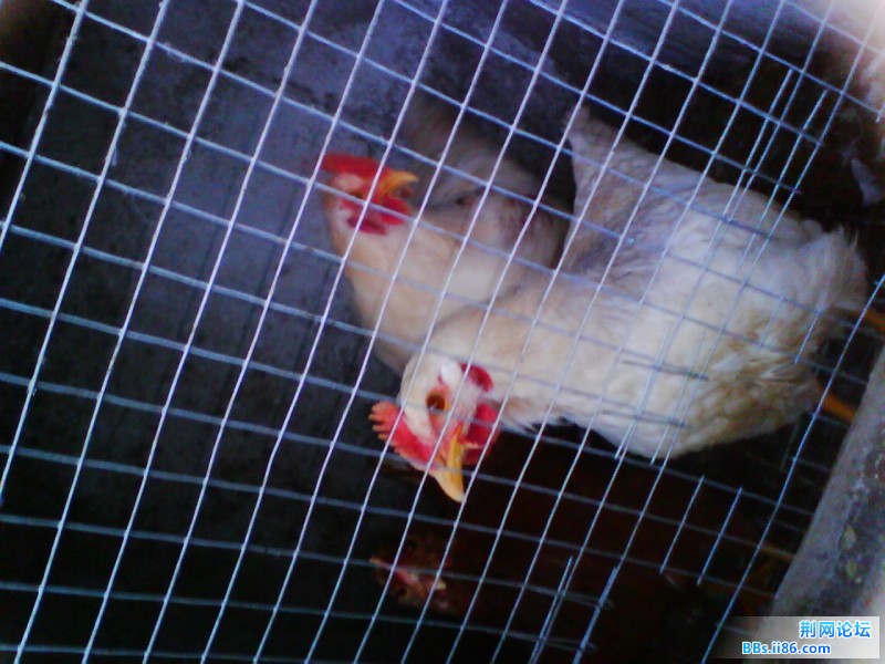 IMG0989A.jpg